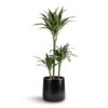Dracaena Deremensis Warneckii - Multi Stem -Plants Sale Store Dracaena deremensis Warneckii Multi Stem 21x105 3 stems Akemi Plant Pot Carbon Black 27x25cm