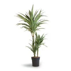 Dracaena Deremensis Warneckii - Multi Stem -Plants Sale Store Dracaena deremensis Warneckii Multi Stem 21x105cm 3stems