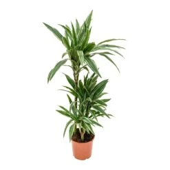 Dracaena Deremensis Warneckii - Multi Stem -Plants Sale Store Dracaena deremensis Warneckii Multi Stem