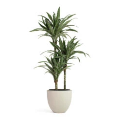 Coral Refined Planter - Natural White -Plants Sale Store Dracaena deremensis Warneckii Multi Stem Coral Refined Planter Natural White
