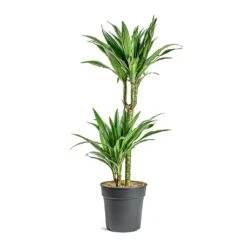 Dracaena Deremensis Warneckii - Multi Stem -Plants Sale Store Dracaena deremensis Warneckii Multi Stem 401f4d6b 3efd 497d 89eb 216dc3421977