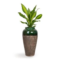 Dracaena Fragrans Burley 25 Dracaena Fragrans Burley -Plants Sale Store Dracaena fragrans Burley 14x40cm Lindy Bottle Plant Vase Black Green 28x50cm