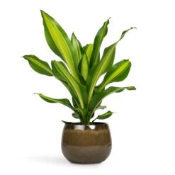 Dracaena Fragrans Burley 22 Dracaena Fragrans Burley -Plants Sale Store Dracaena fragrans Burley 14x40cm Odile Plant Pot Moss 19x14cm