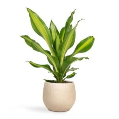 Ryan Plant Pot - Sand Gold -Plants Sale Store Dracaena fragrans Burley 14x40cm Ryan Plant Pot Sand Gold 18x16cm bc91e5f0 e777 49a7 bd8d fedd7ffd2765