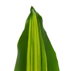 Dracaena Fragrans Burley 21 Dracaena Fragrans Burley -Plants Sale Store Dracaena fragrans Burley 14x40cm close leaf