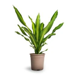 Dracaena Fragrans Burley 27 Dracaena Fragrans Burley -Plants Sale Store Dracaena fragrans Burley 24x100cm