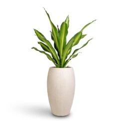 Dracaena Fragrans Burley 26 Dracaena Fragrans Burley -Plants Sale Store Dracaena fragrans Burley 24x100cm Raindrop Tall Balloon Planter Stone 37x60cm 28687b80 e0f2 4571 b50f c08428dfec3e