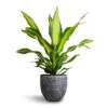 Dracaena Fragrans Burley -Plants Sale Store Dracaena fragrans Burley 24x85cm Cas Plant Pot Anthracite 29x26cm 261fd9ee e7c4 4216 a96e 9f8f887acfe9