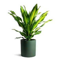 Dracaena Fragrans Burley 31 Dracaena Fragrans Burley -Plants Sale Store Dracaena fragrans Burley Max Refined Planter Pine Green 203ebbb6 a2d2 417b 9a00 a7c18d0cea31