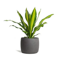 Dracaena Fragrans Burley 30 Dracaena Fragrans Burley -Plants Sale Store Dracaena fragrans Burley Mini Valerie Plant Pot Black Washed 86071009 e7fa 4ee1 af98 0830040596d0