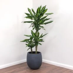 Dracaena Fragrans Cintho - Multi Stem -Plants Sale Store Dracaena fragrans Cintho Balloon Plant Pot Natural Concrete