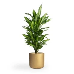 Dracaena Fragrans Cintho - Branched 14 Dracaena Fragrans Cintho - Branched -Plants Sale Store Dracaena fragrans Cintho Branched 21x70cm Charlie Plant Pot Metallic Gold 25x24cm