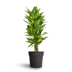 Dracaena Fragrans Cintho - Branched 16 Dracaena Fragrans Cintho - Branched -Plants Sale Store Dracaena fragrans Cintho Branched 27x120cm