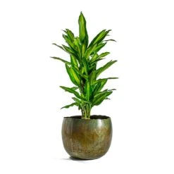 Dracaena Fragrans Cintho - Branched 15 Dracaena Fragrans Cintho - Branched -Plants Sale Store Dracaena fragrans Cintho Branched Ellen Metal Plant Pots Set of 3 Vintage Green