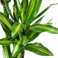 Dracaena Cintho - Branched - HydroCare 19 Dracaena Cintho - Branched - HydroCare -Plants Sale Store Dracaena fragrans Cintho Leaves ab958d53 bedb 408c 85ce 6af32735502a