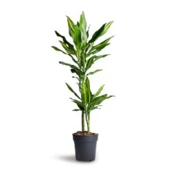 Dracaena Fragrans Cintho - Multi Stem -Plants Sale Store Dracaena fragrans Cintho Multi Stem 19x100cm 2stems 1