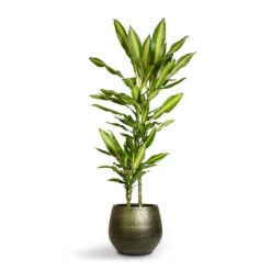 Noor Plant Pot - Velvet Green -Plants Sale Store Dracaena fragrans Cintho Multi Stem 19x100cm 2stems Noor Plant Pot Velvet Green 27x25cm