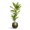 Dracaena Fragrans Cintho - Multi Stem -Plants Sale Store Dracaena fragrans Cintho Multi Stem 19x100cm 2stems Noor Plant Pot Velvet Green 27x25cm 5f100175 22f6 4ca7 8572 6cd7b19c688a