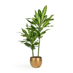 Dracaena Fragrans Cintho - Multi Stem -Plants Sale Store Dracaena fragrans Cintho Multi Stem 19x80cm 2stems Ellen Metal Plant Pots Set3 Brass