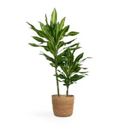 Dracaena Fragrans Cintho - Multi Stem -Plants Sale Store Dracaena fragrans Cintho Multi Stem 19x80cm 2stems Igmar Plant Basket Natural 26x23cm