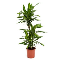 Dracaena Fragrans Cintho - Multi Stem -Plants Sale Store Dracaena fragrans Cintho Multi Stem