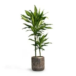 Dracaena Fragrans Cintho - Multi Stem -Plants Sale Store Dracaena fragrans Cintho MultiStem 19x80cm Plant Pot Luxe Lite Waterfall Cylinder Planter Bronze 23x22 1