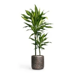 Dracaena Fragrans Cintho - Multi Stem -Plants Sale Store Dracaena fragrans Cintho MultiStem 19x80cm Plant Pot Luxe Lite Wrinkle Cylinder Planter Bronze 23x22cm