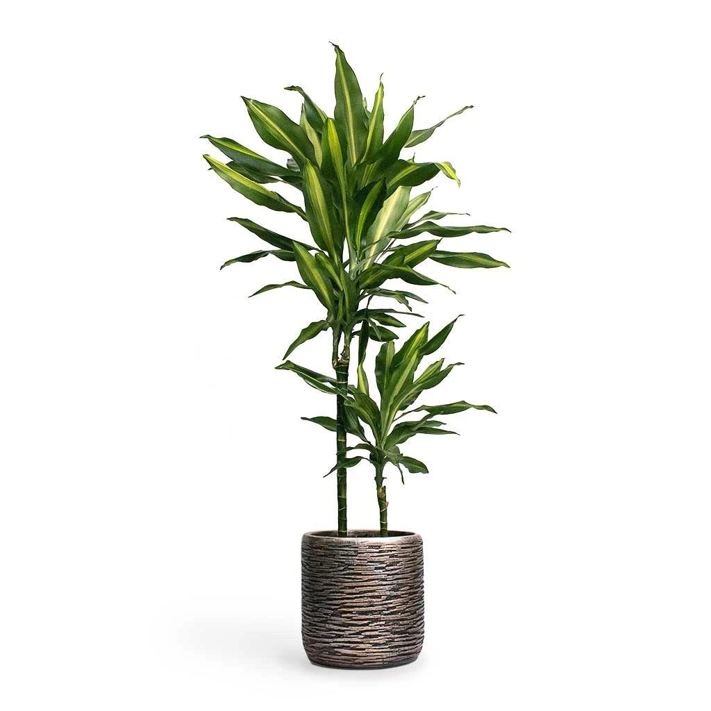 Luxe Lite Wrinkle Cylinder Planter - Bronze 11 Luxe Lite Wrinkle Cylinder Planter - Bronze - Image 9