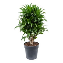Dracaena Fragrans Compacta - Branched -Plants Sale Store Dracaena fragrans Compacta Branched 21cm
