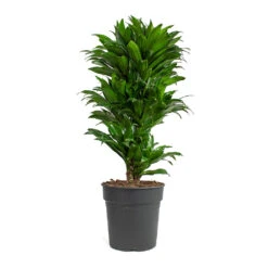 Dracaena Fragrans Compacta - Branched -Plants Sale Store Dracaena fragrans Compacta Branched 24cm