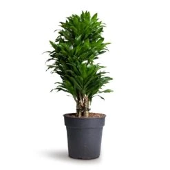 Dracaena Fragrans Compacta - Branched -Plants Sale Store Dracaena fragrans Compacta Branched 24x75cm 1