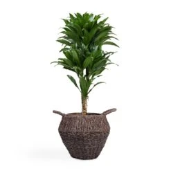 Dracaena Fragrans Compacta - Branched -Plants Sale Store Dracaena fragrans Compacta Branched 24x75cm Jelle Plant Baskets Set of 3 Black warped a799a670 655b 4e6e 8f03 e8610f298c38