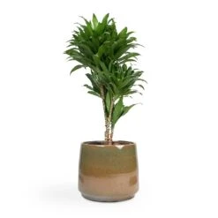 Dracaena Fragrans Compacta - Branched -Plants Sale Store Dracaena fragrans Compacta Branched 24x75cm Joah Plant Pot Oasis 33x28cm