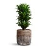 Dracaena Fragrans Compacta - Branched -Plants Sale Store Dracaena fragrans Compacta Branched 24x75cm Luxe Lite Comet Cylinder Planter Bronze 33x31cm