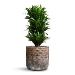 Luxe Lite Comet Cylinder Planter - Bronze -Plants Sale Store Dracaena fragrans Compacta Branched 24x75cm Luxe Lite Comet Cylinder Planter Bronze 33x31cm 976326cc 1360 4465 8dd1 40a46bfee52c