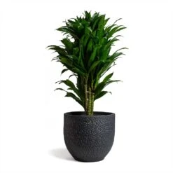 Dracaena Fragrans Compacta - Branched -Plants Sale Store Dracaena fragrans Compacta Branched 24x75cm Rinca Plant Pot Shiny Black 29x26cmV2 d1a30b6d e211 4522 9b8e 6a963efd0c98