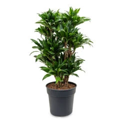 Dracaena Fragrans Compacta - Branched -Plants Sale Store Dracaena fragrans Compacta Branched 30x100cm