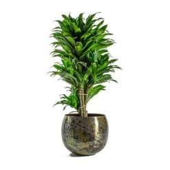 Kian Metal Plant Pots - Set Of 3 - Large - Sky Burn -Plants Sale Store Dracaena fragrans Compacta Branched Kian Metal Plant Pots Set of 3 Large Sky Burn d40ff8c0 2d2a 40dc bd1b b2a0f43636de
