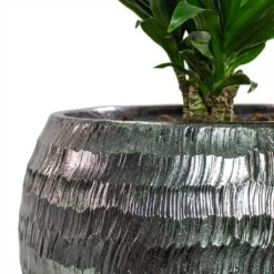 Opus Hammered Globe Planter - Silver -Plants Sale Store Dracaena fragrans Compacta Branched Opus Hammered Globe Planter Silver Close Up