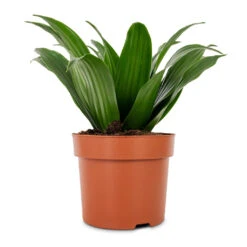 Dracaena Fragrans Compacta - Head 14 Dracaena Fragrans Compacta - Head -Plants Sale Store Dracaena fragrans Compacta Head 12x25cm