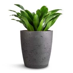 Dracaena Fragrans Compacta - Head 15 Dracaena Fragrans Compacta - Head -Plants Sale Store Dracaena fragrans Compacta Head 12x25cm Gerben Plant Pot Black Washed 15x16cm