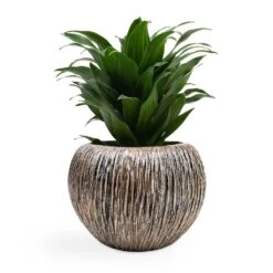 Luxe Lite Waterfall Globe Planter - Bronze -Plants Sale Store Dracaena fragrans Compacta Head 12x25cm Luxe Lite Waterfall Globe Planter Bronze 28x20cm d7be6fe1 957c 4ec7 99ab 3e349d978411