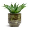 Dracaena Fragrans Compacta - Head -Plants Sale Store Dracaena fragrans Compacta Head 12x25cm Sanna Plant Pot Moss Green 15x13cm