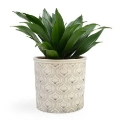 Dracaena Fragrans Compacta - Head 20 Dracaena Fragrans Compacta - Head -Plants Sale Store Dracaena fragrans Compacta Head 12x25cm Venetian Plant Pot Grey 16x14cm