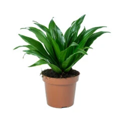 Dracaena Fragrans Compacta - Head 16 Dracaena Fragrans Compacta - Head -Plants Sale Store Dracaena fragrans Compacta Head