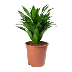 Dracaena Fragrans Compacta - Head 17 Dracaena Fragrans Compacta - Head -Plants Sale Store Dracaena fragrans Compacta Head Large