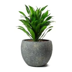 Dracaena Fragrans Compacta - Head 19 Dracaena Fragrans Compacta - Head -Plants Sale Store Dracaena fragrans Compacta Head Large Fay Plant Pot Blue Gold