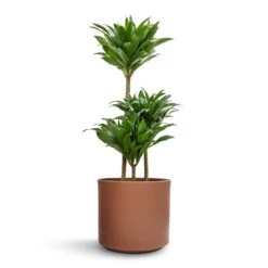 Dracaena Fragrans Compacta - Multi Stem 20 Dracaena Fragrans Compacta - Multi Stem -Plants Sale Store Dracaena fragrans Compacta Multi Stem 21x100cm 3 stems Prague Plant Pot Mocha 28x24cm e0b3705a 187e 479d b39c 1f9a060a4b78