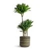 Dracaena Fragrans Compacta - Multi Stem -Plants Sale Store Dracaena fragrans Compacta Multi Stem 21x100cm 3 stems Stian Plant Pot Moss Green 25x22cm