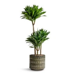Dracaena Fragrans Compacta - Multi Stem